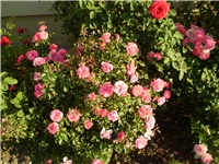 78ff1689-Picture 3239.jpg